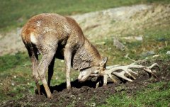 Hirschbrunft - forkelnder Rothirsch